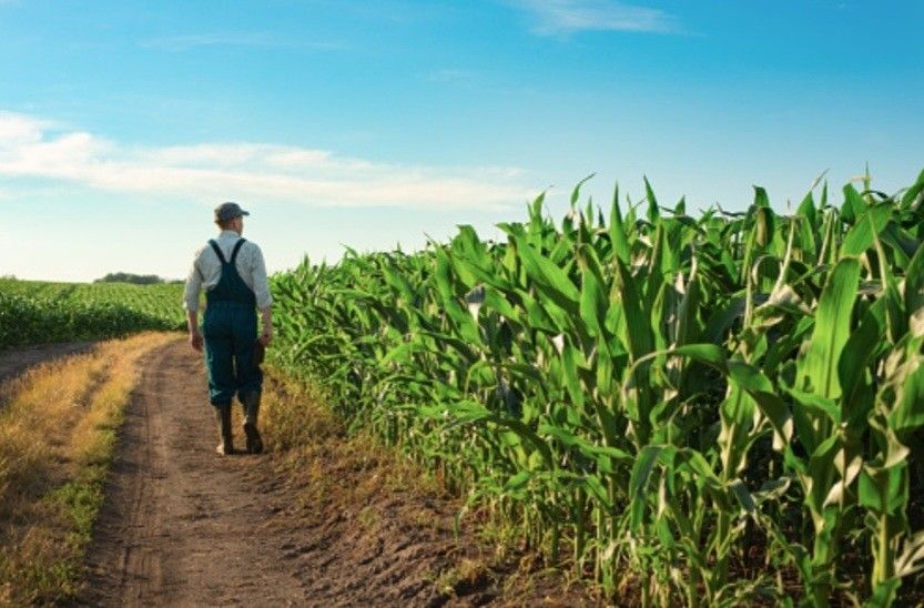 Agronomist checking crops